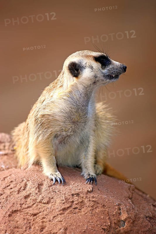 Meerkat (Suricata suricatta)