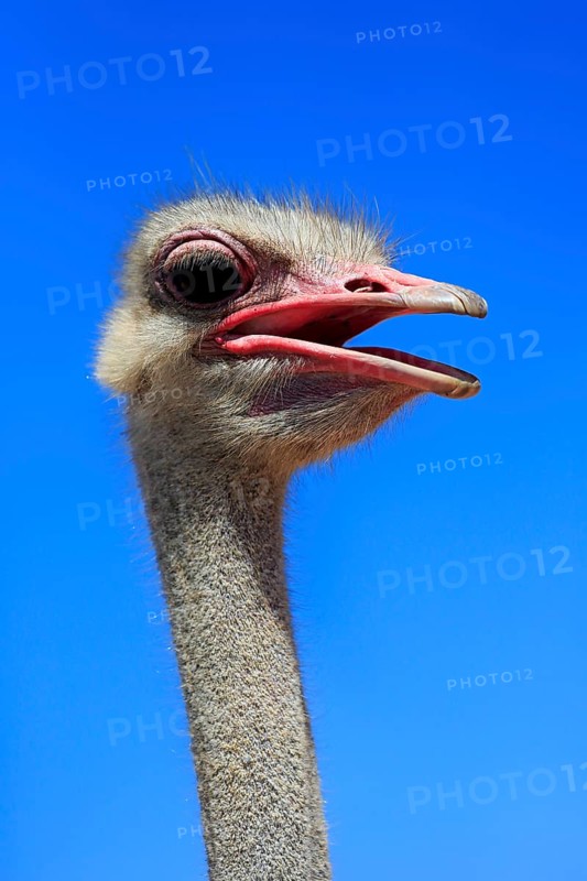 Southern Ostrich (Struthio camelus australis)