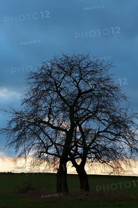 Bare fruit trees at dusk