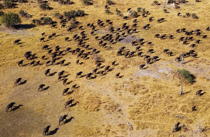 Cape Buffaloes (Syncerus caffer caffer)
