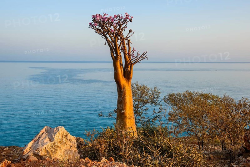 Bottle Tree (Adenium obesum) in bloom