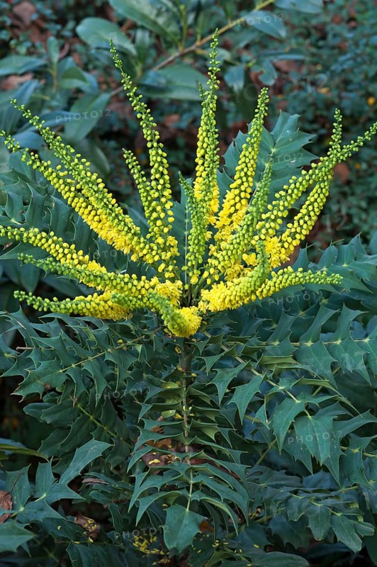 Flowering Mahonia (Mahonia japonica)