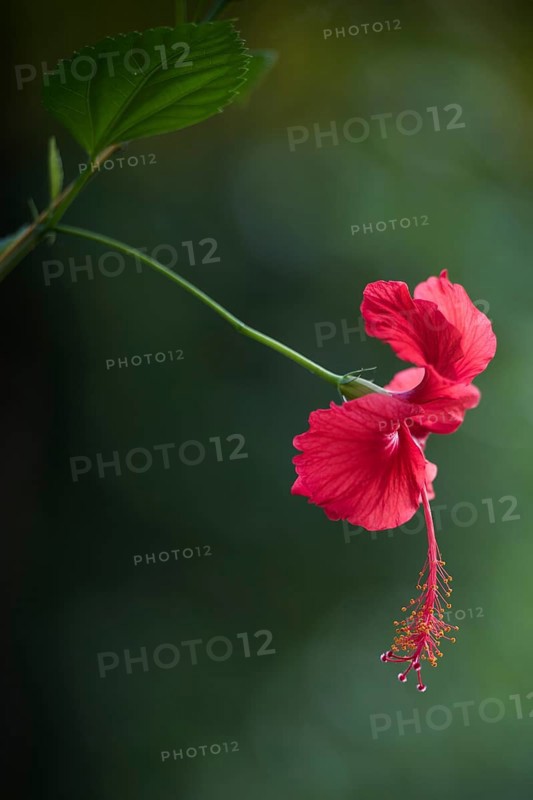 Hibiscus (Hibiscus)