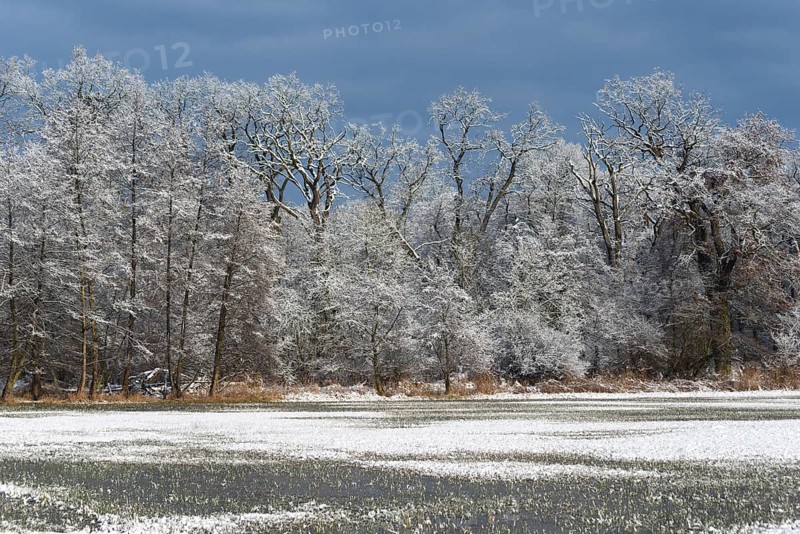 Winter landscape
