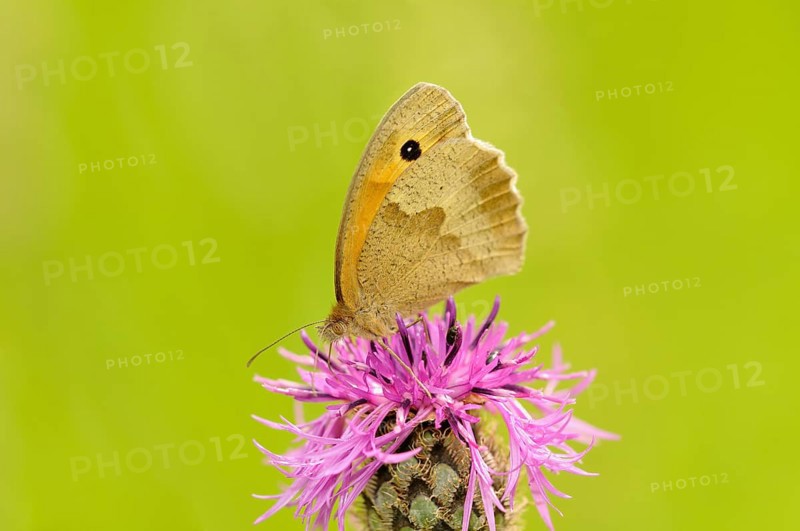 Small Heath (Coenonympha pamphilus) sitting in a meadow knapweed (Centaurea jacea)