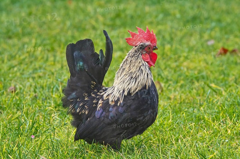 Bantam