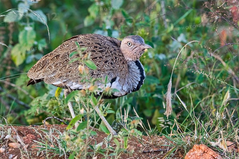 Black-bellied bustard (Lissotis melanogaster)