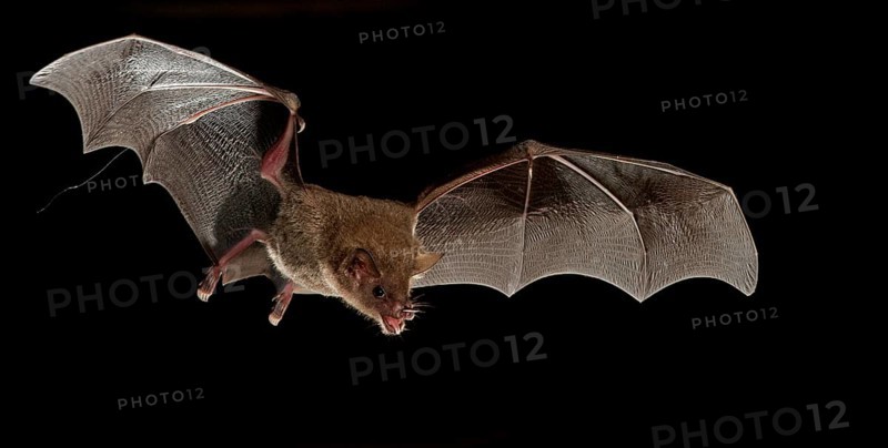 Fringe-lipped bat (Trachops cirrhosus)