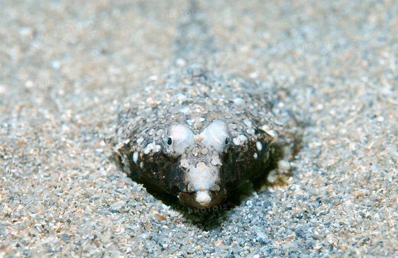 Sailfin Dragonet (Callionymus pusillus)