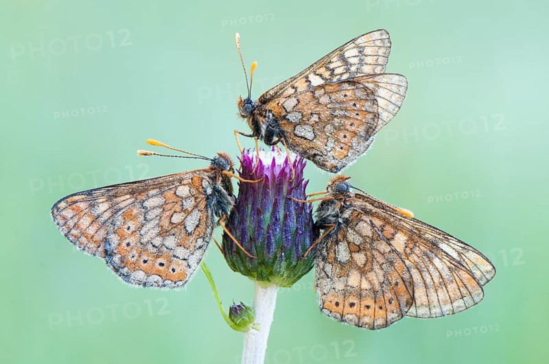 Three Marsh Fritillaries (Euphydryas aurinia)
