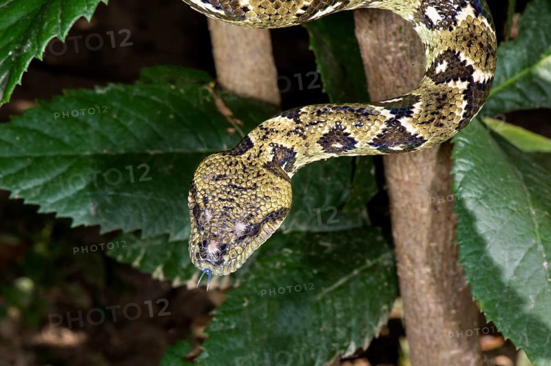 Madagascar Tree Boa (Sanzinia madagascariensis)