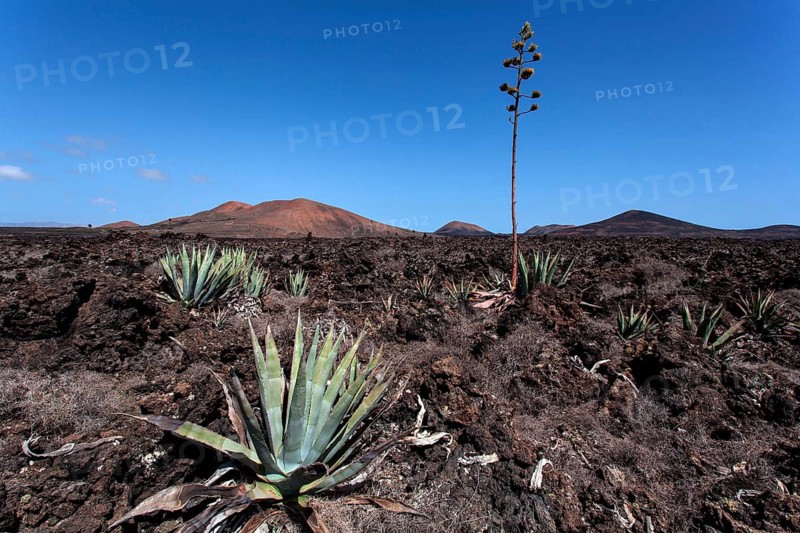 Agaves (Agave) in the lava field near Mancha Blanca