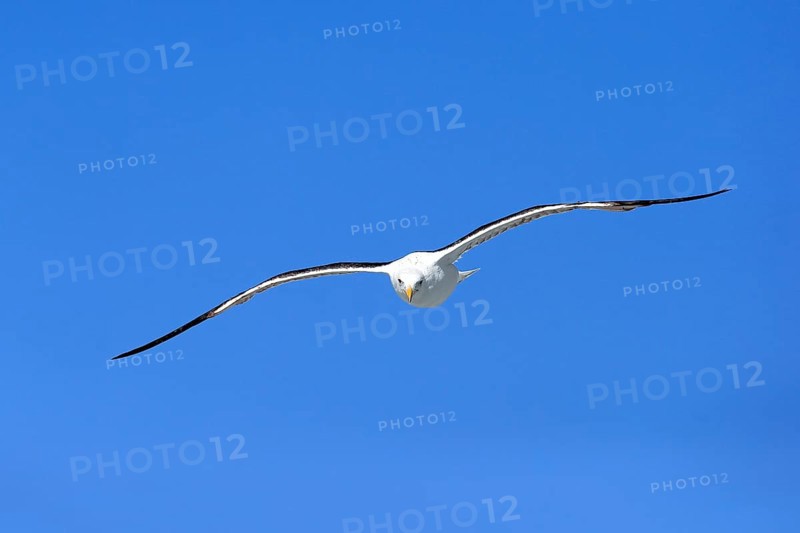 Kelp Gull (Larus dominicanus)