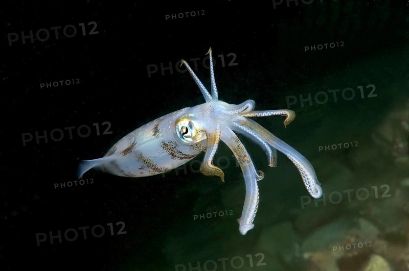 Bigfin reef squid (Sepioteuthis lessoniana)