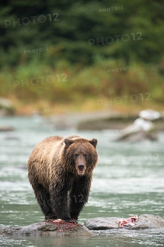 Brown Bear (Ursus arctos)