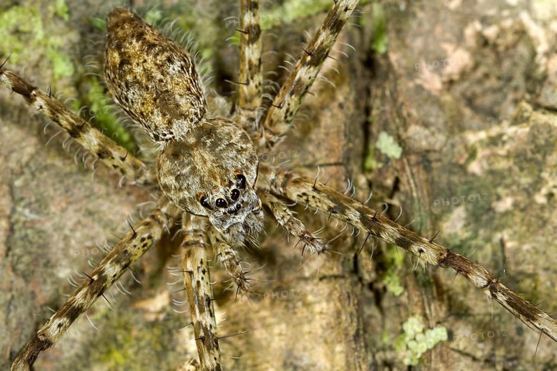 Lynx spider (Oxyopidae spec.)
