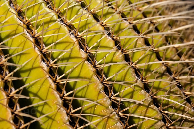 Golden Barrel Cactus (Echinocactus grusonii)