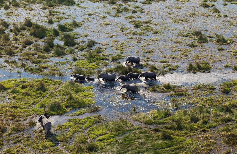 African Elephants (Loxodonta africana)