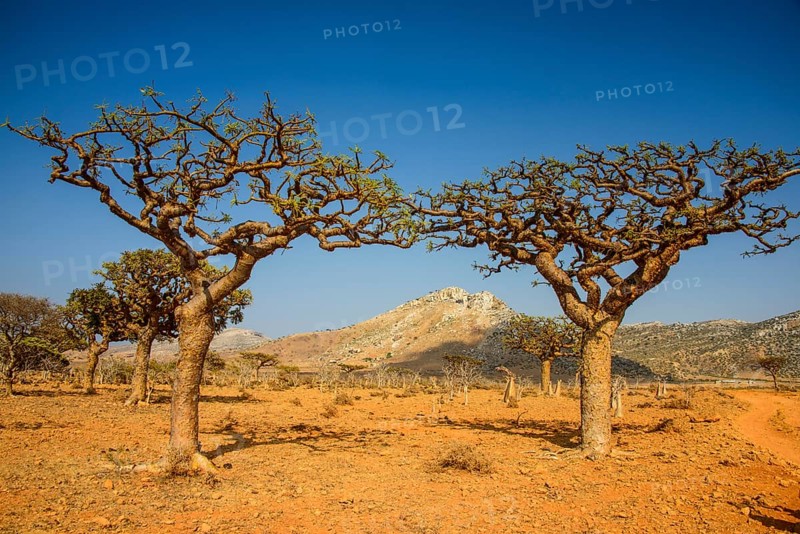 Frankincense trees (Boswellia elongata)
