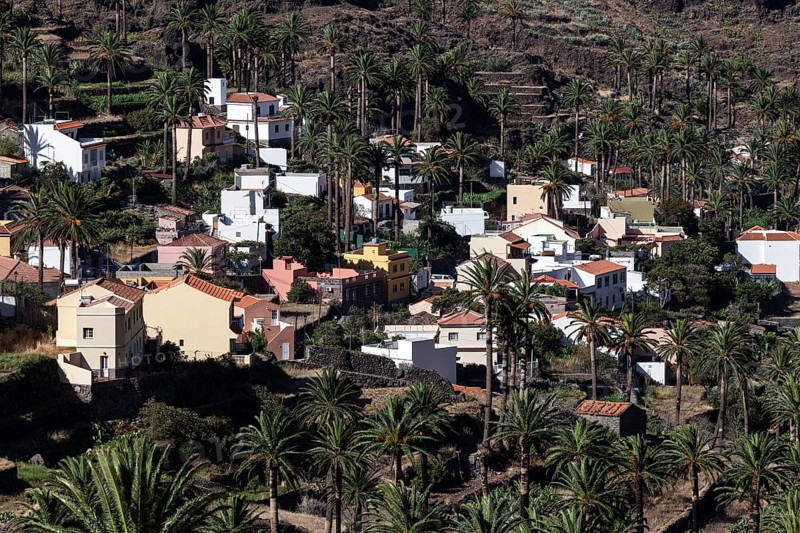 Canary Island Date Palms (Phoenix canariensis)