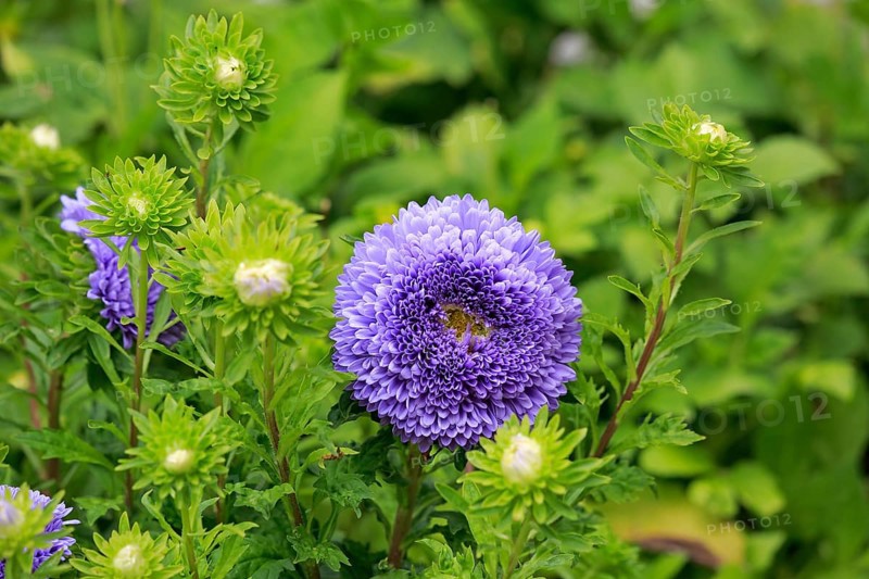 Chinese Aster (Callistephus chinensis)