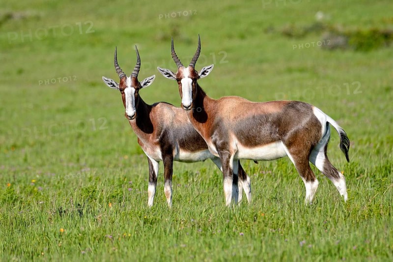 Bontebok (Damaliscus pygargus pygargus)