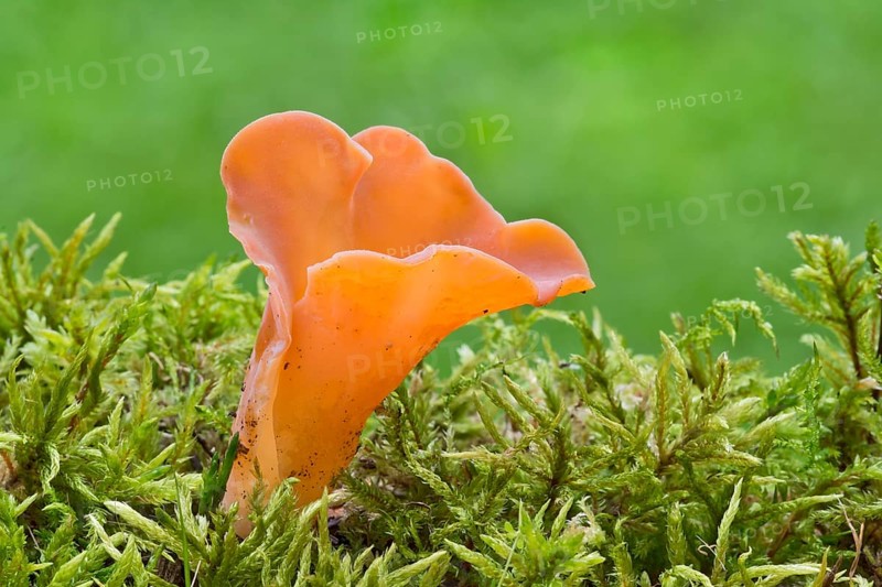 Tremiscus helvelloides fungus