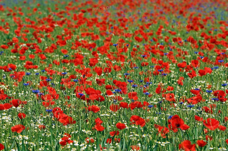 Common Poppies (Papaver rhoeas)
