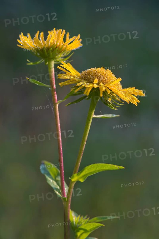 British Yellowhead or Meadow Fleabane (Inula britannica)
