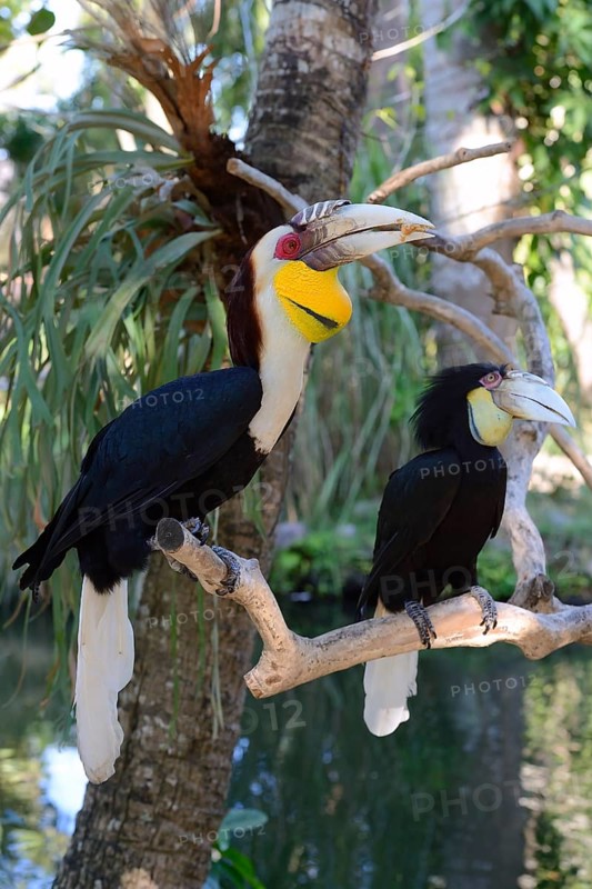 Wreathed hornbill (Aceros undulatus)