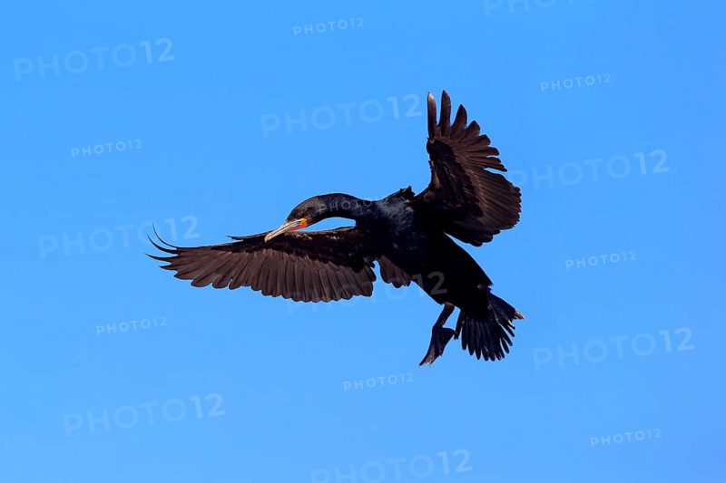 Cape Cormorant (Phalacrocorax capensis)