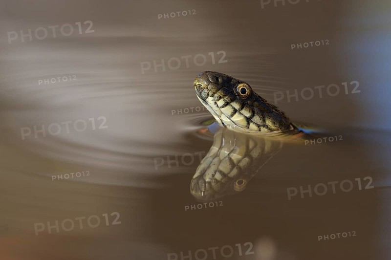 Dice Snake (Natrix tessellata)