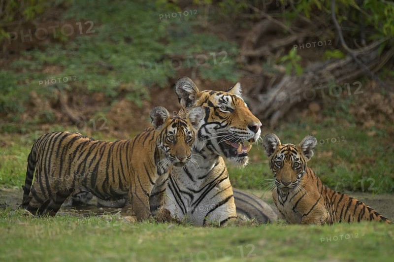 Bengal Tigers (Panthera tigris tigris)