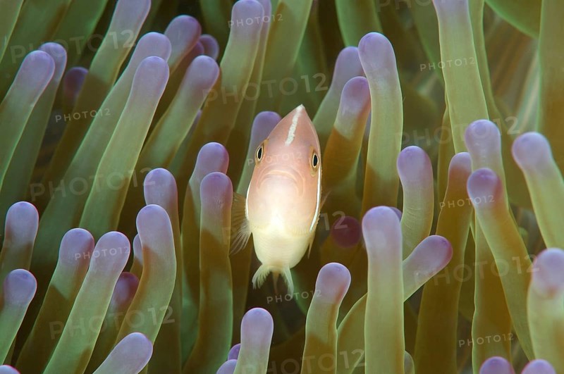 Pink skunk clownfish (Amphiprion perideraion)
