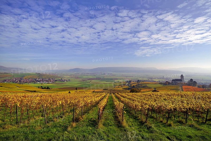 Vineyards in autumn with views of the Klettgau