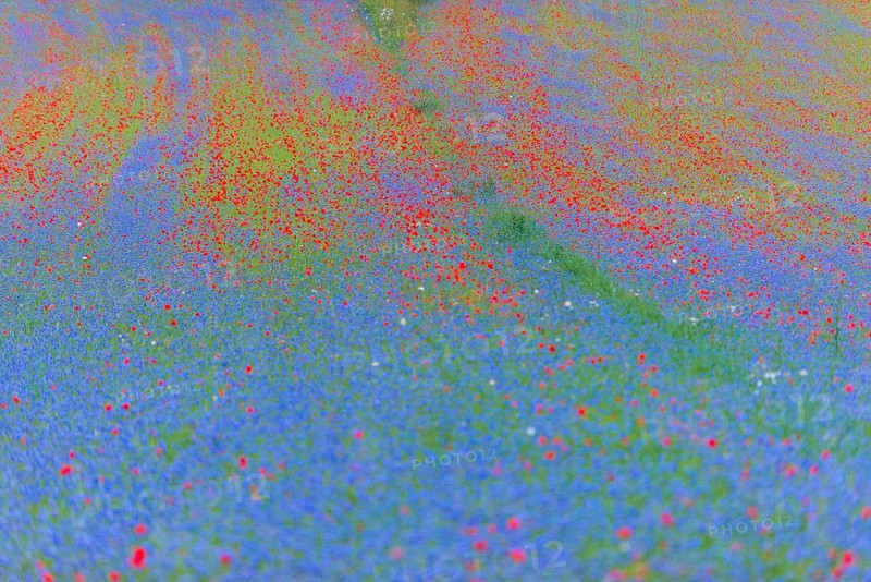 Blooming meadow