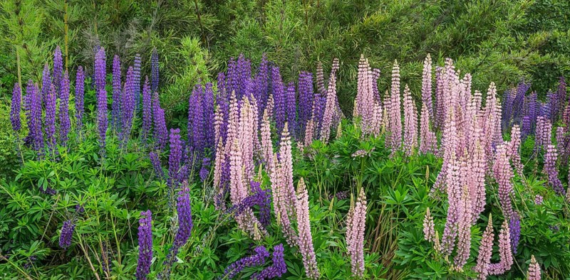 Lupines (Lupinus sp.)