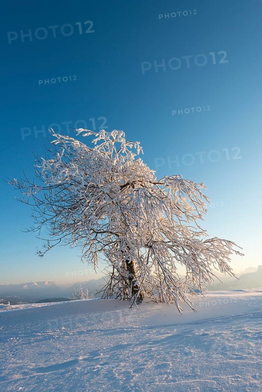 Snowy tree in the evening light
