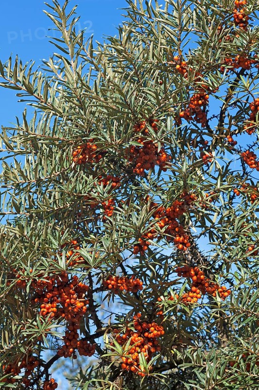 Fruits of the sea buckthorn (Hippophae rhamnoides) on the bush