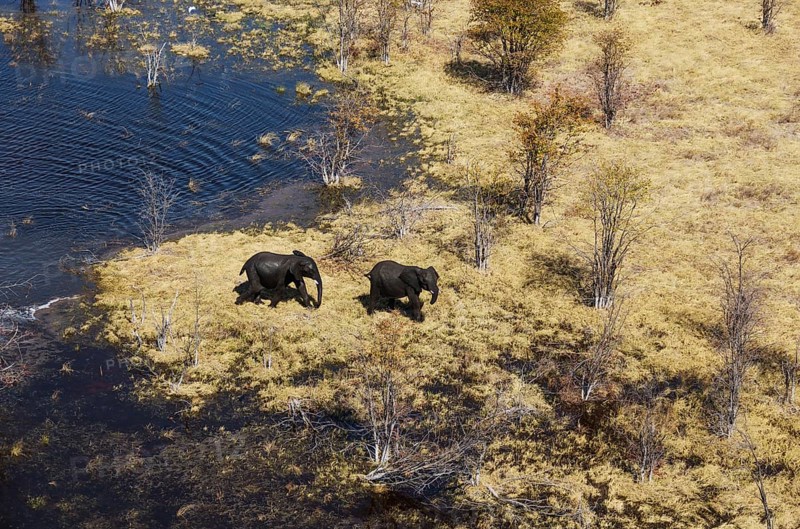 African Elephants (Loxodonta africana)