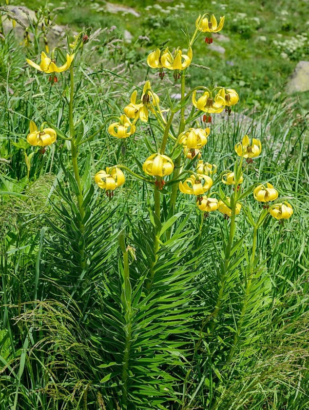 Endemic Pyrenean Lilies (Lilium pyrenaicum)