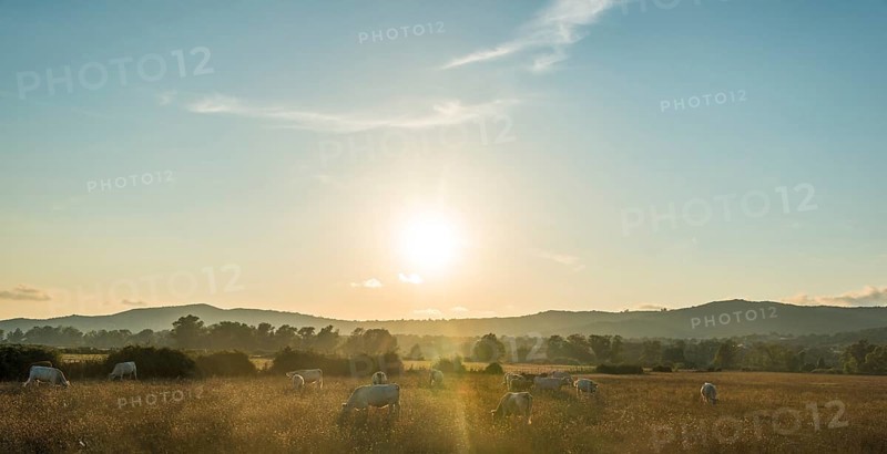 Charolais cattle