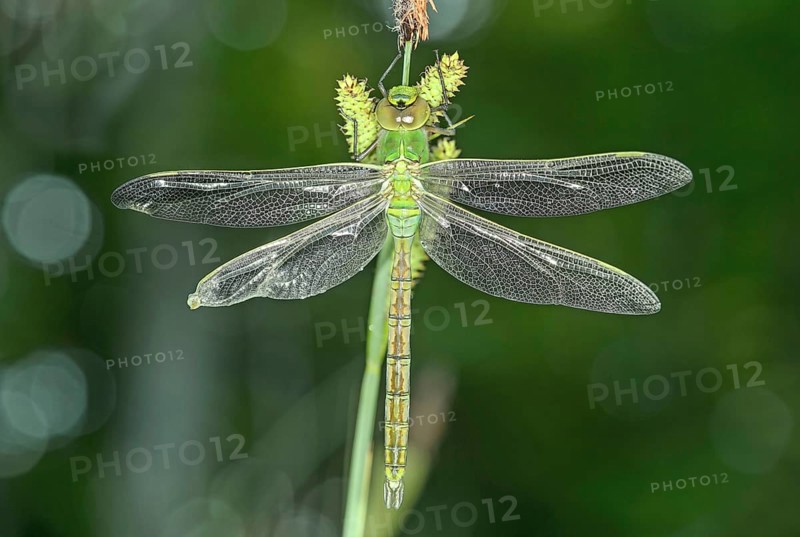 Newly hatched Emperor dragonfly (Anax imperator)