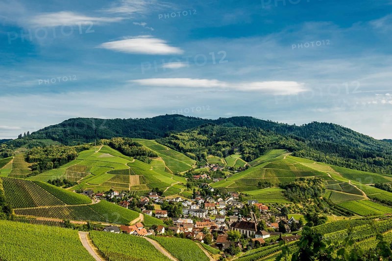 Vineyards