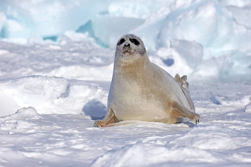Harp Seal or Saddleback Seal (Pagophilus groenlandicus