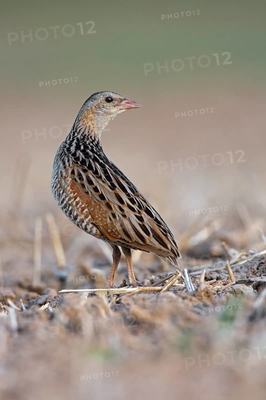 Corncrake (Crex crex)