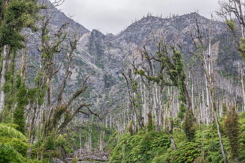 Destroyed forest by the outbreak of the Chaiten volcano