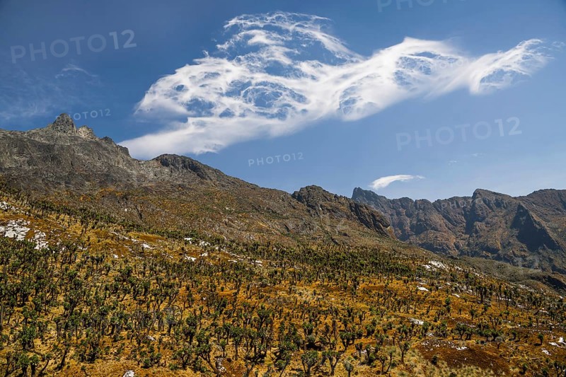 Valley with Afro-alpine vegetation