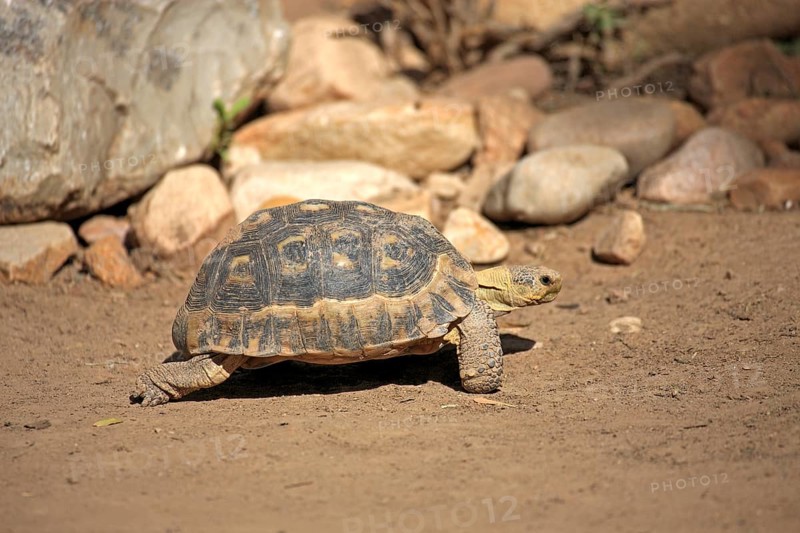 South African Bowsprit Tortoise or Angulate Tortoise (Chersina angulata)