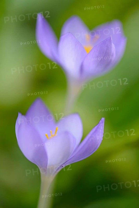 Autumn Crocus (Crocus speciosus)